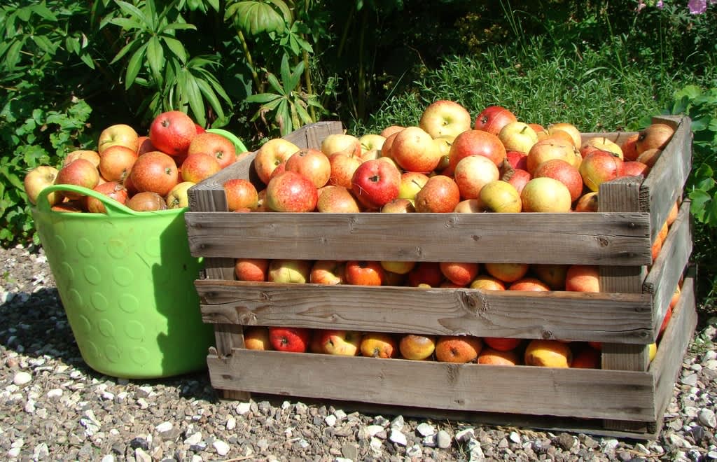 Mycket fallfrukt blir det! Nu kan vi hjälpas åt att ta hand om frukten. Foto: Katarina Kihlberg