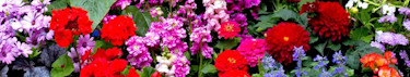 Ekologiska Blomsterfröer