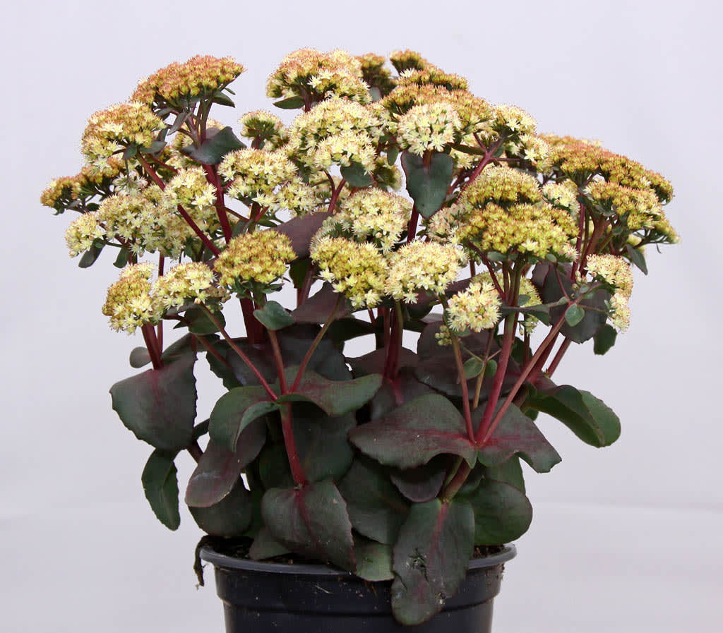 Den gulblommande kärleksörten _Hylotelephium_ (syn. _Sedum_), 'Eline'. Foto: CBN New Plants