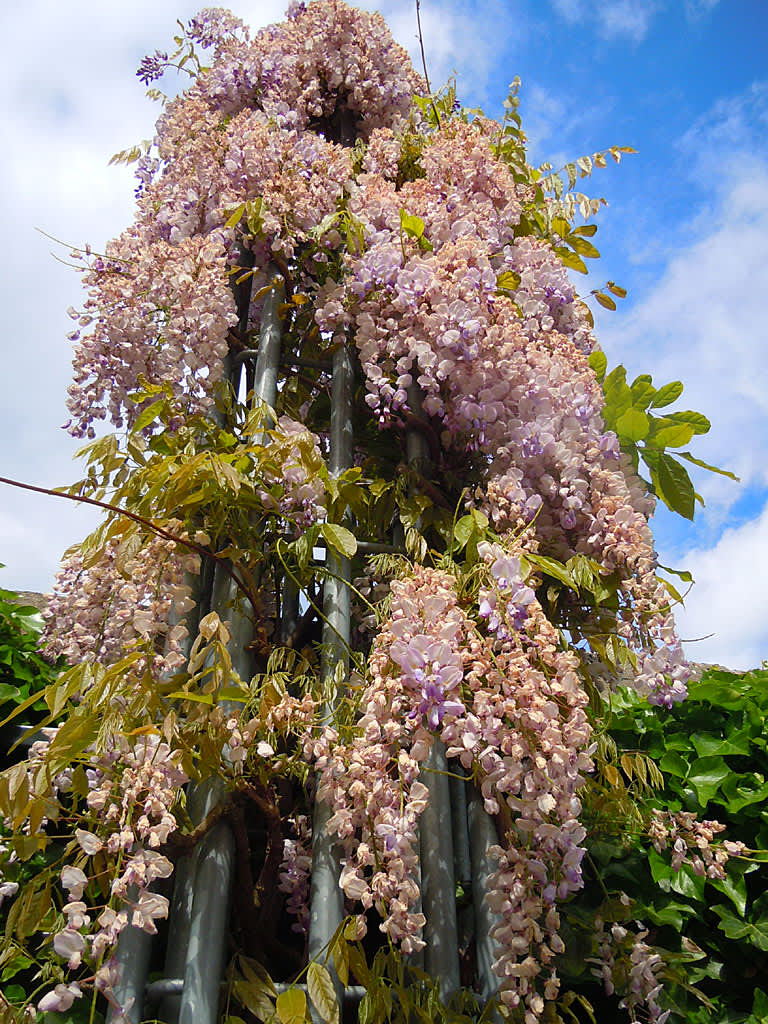 Blåregnet _Wisteria floribunda_ 'Rosea', nästan överblommad.
Foto: Sylvia Svensson
