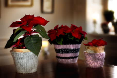 Röda julstjärnor är ett klassiskt inslag i våra hem under juletider. Foto: Blomsterfrämjandet