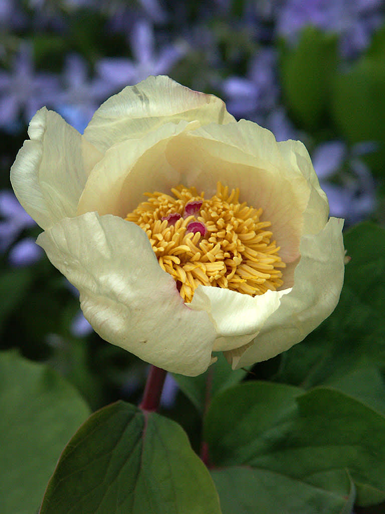 Paeonia mlokosewitschii
Foto: Sylvia Svensson
