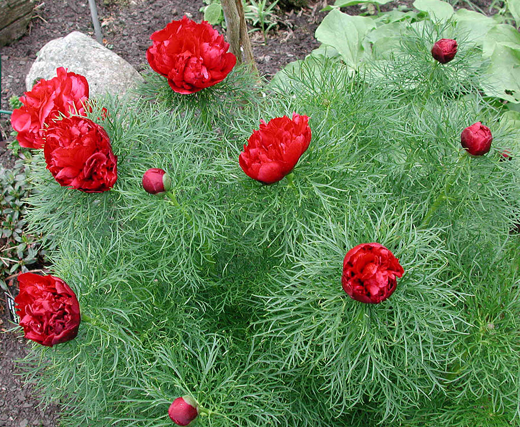 Dillpion, _Paeonia tenuifolia_ 'Plena'.
Foto: Bernt Svensson