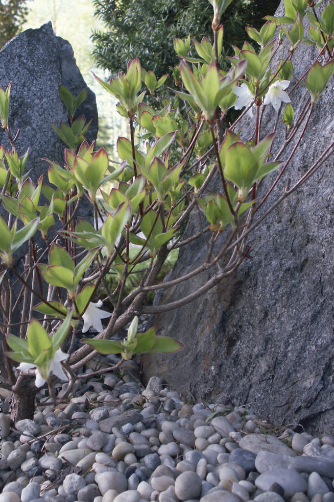 Den vackraste azalean av alla är nog ändå _Azalea quinquefolium_! 