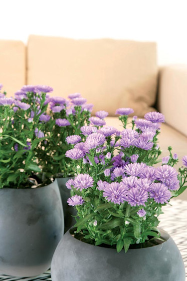 _Aster novi-belgii_ 'Laura Victoria'.
