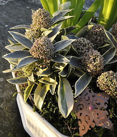 _Skimmia_ 'Magic Marlot'.