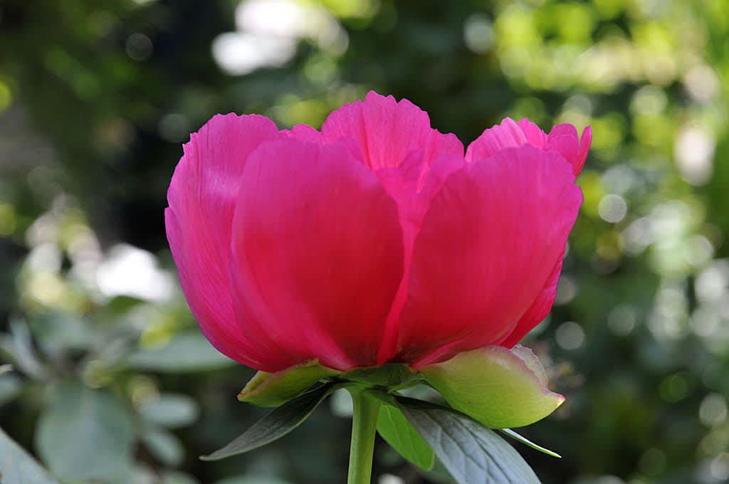 Luktpion, _Paeonia lactiflora_ 'Flame'.
Foto: Sylvia Svensson