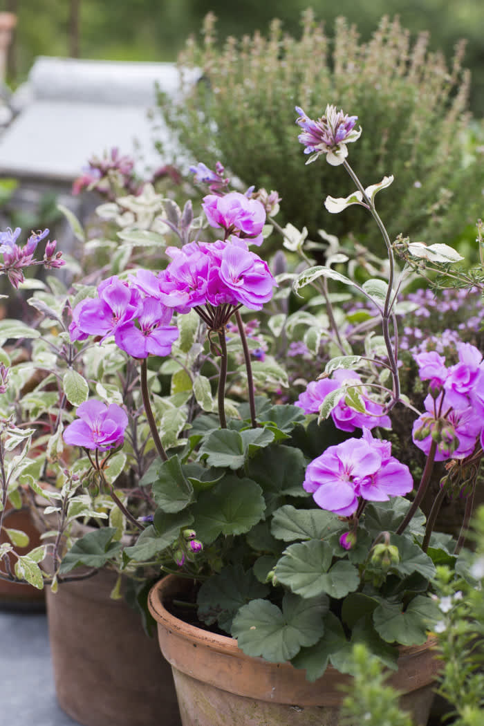 Blomsterfrämjandet/Annika Christensen