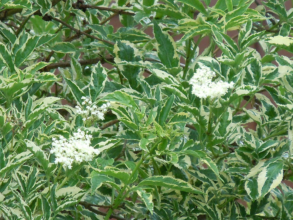 _Sambucus nigra_ 'Variegata', brokbladig fläder.
Foto: Sylvia Svensson