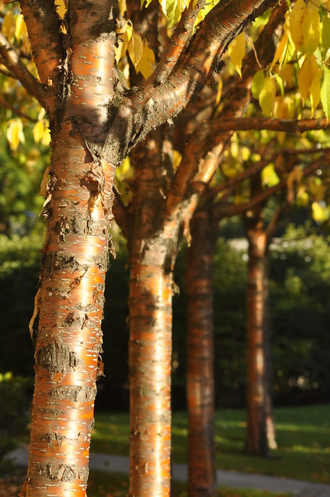 Näverhägg, _Prunus maacki_, med sin gyllene stam. Bladen i höstfärg.