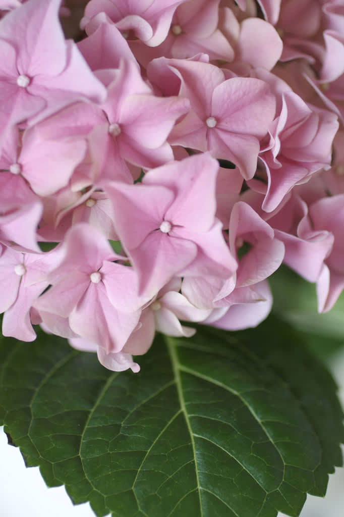 Hortensia, _Hydrangea macrophylla_. Foto: Blomsterfrämjandet-