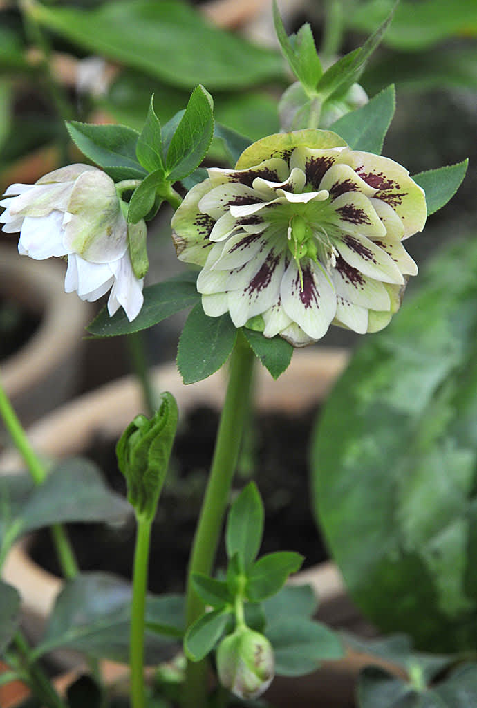 _Helleborus_ 'Double Ellen'.
Foto: Bernt Svensson
