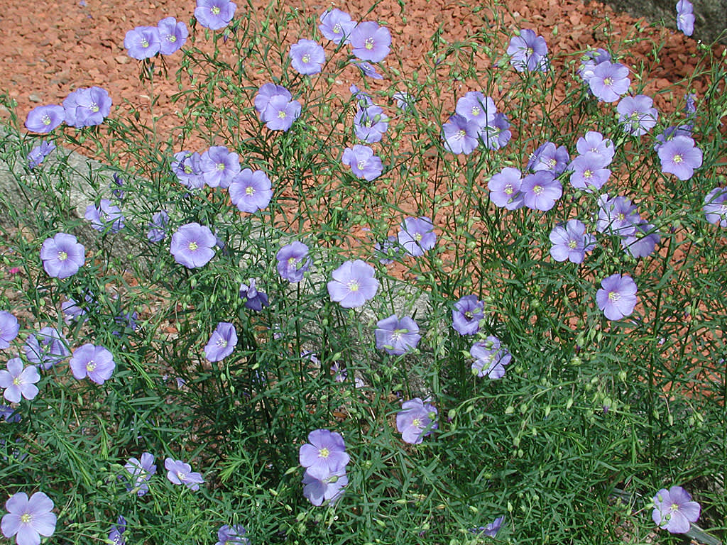 _Linum perenne_, berglin.
Foto: Sylvia Svensson