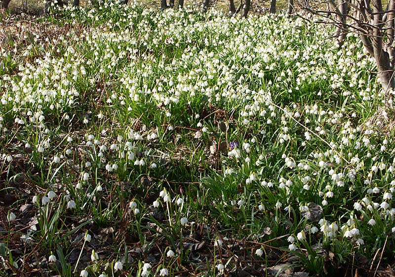 Leucojum vernuum i massverkan. Foto: Sylvia Svensson