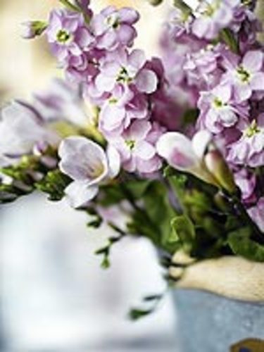 Lövkoja, _Matthiola incana_. Foto: Lena Granefelt.
