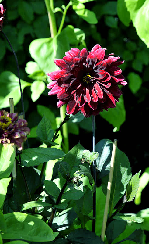_Dahlia_ ’Karma Chock’ med mörka blad och svartrödbrun blomma 
Foto: Sylvia Svensson