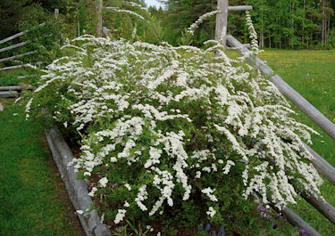 **Norsk brudspirea**, _Spirea cinerea_ ´Grefsheim´.