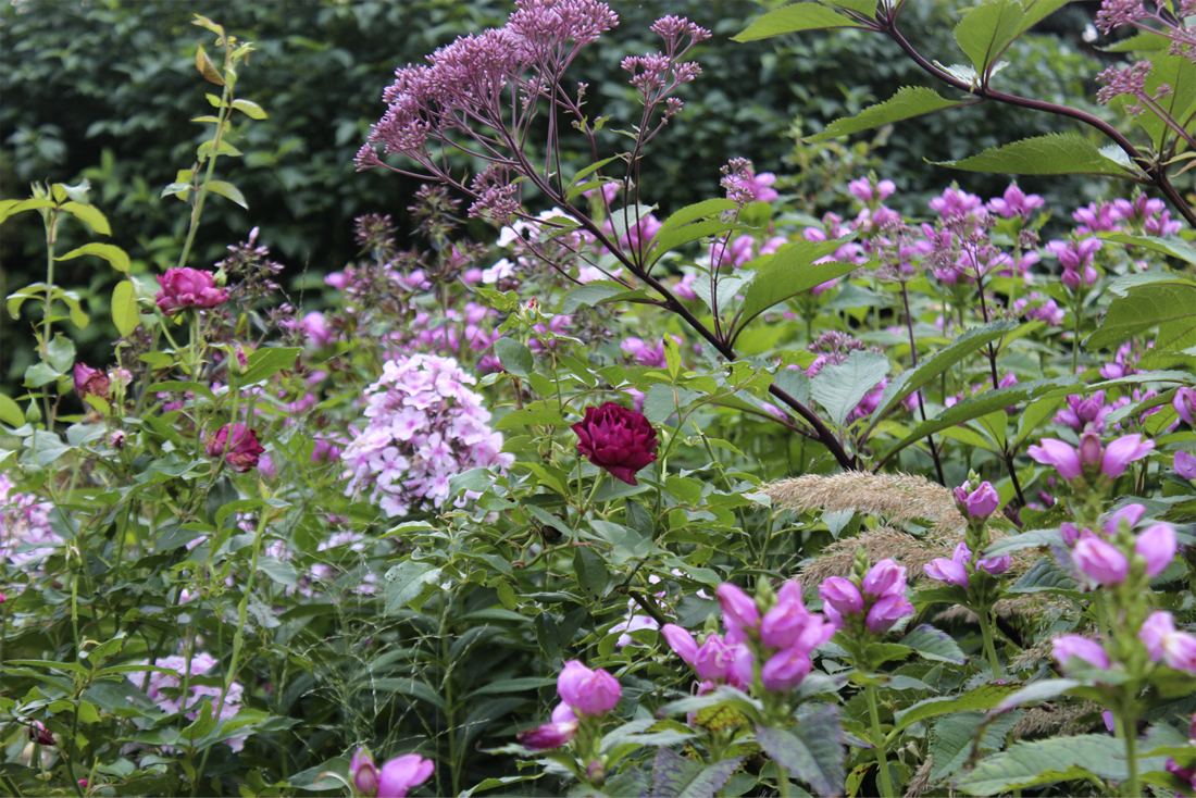 Sensommarplantering med Sköldpaddsört, Phlox, Rosor och Rosenflockel // Foto: Anna Theorin