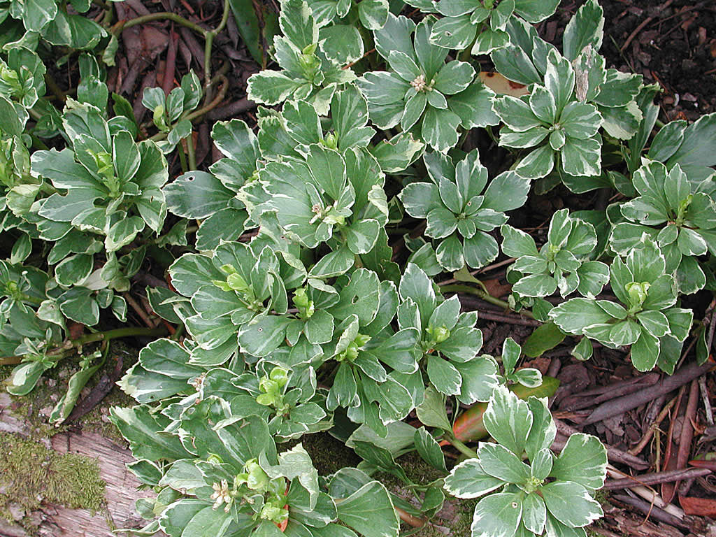 Skuggröna, Pachysandra terminalis 'Variegata'
Foto: Sylvia Svensson
