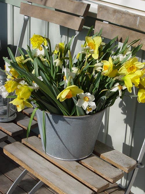 Påsklilja, Narcissus pseudonarcissus_. Foto: Blomsterfrämjandet.