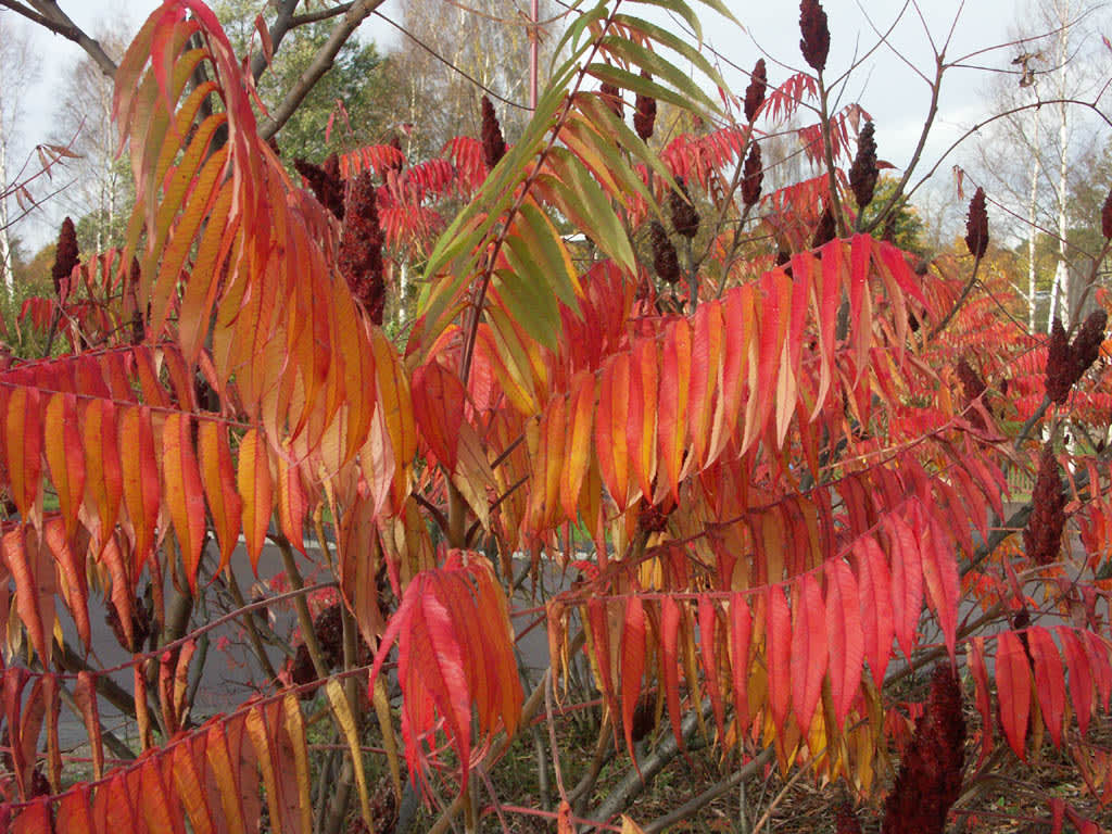 Rönnsumak, _Rhus typhina_. 
Foto: Bernt Svensson