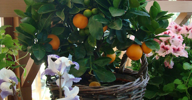 Visst är det något speciellt med citrus!