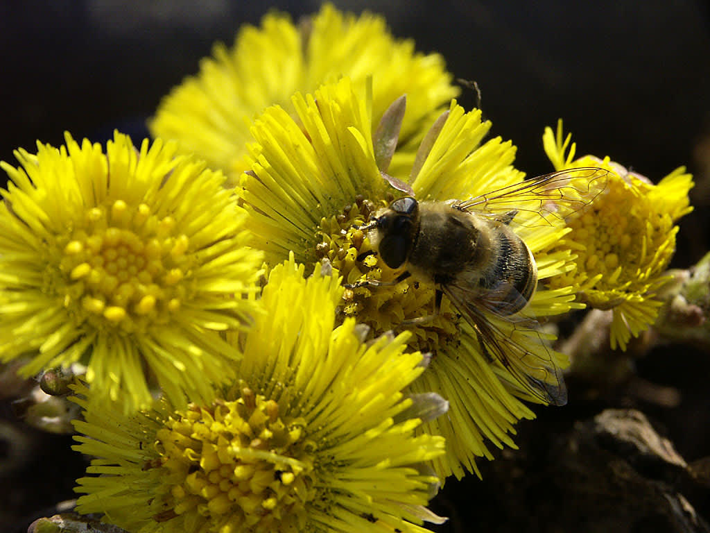 Biet fikar i tussilagon
Foto: Bernt Svennsson