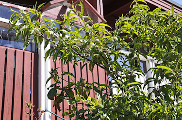 Persika 'Frost' med bara lite angrepp.