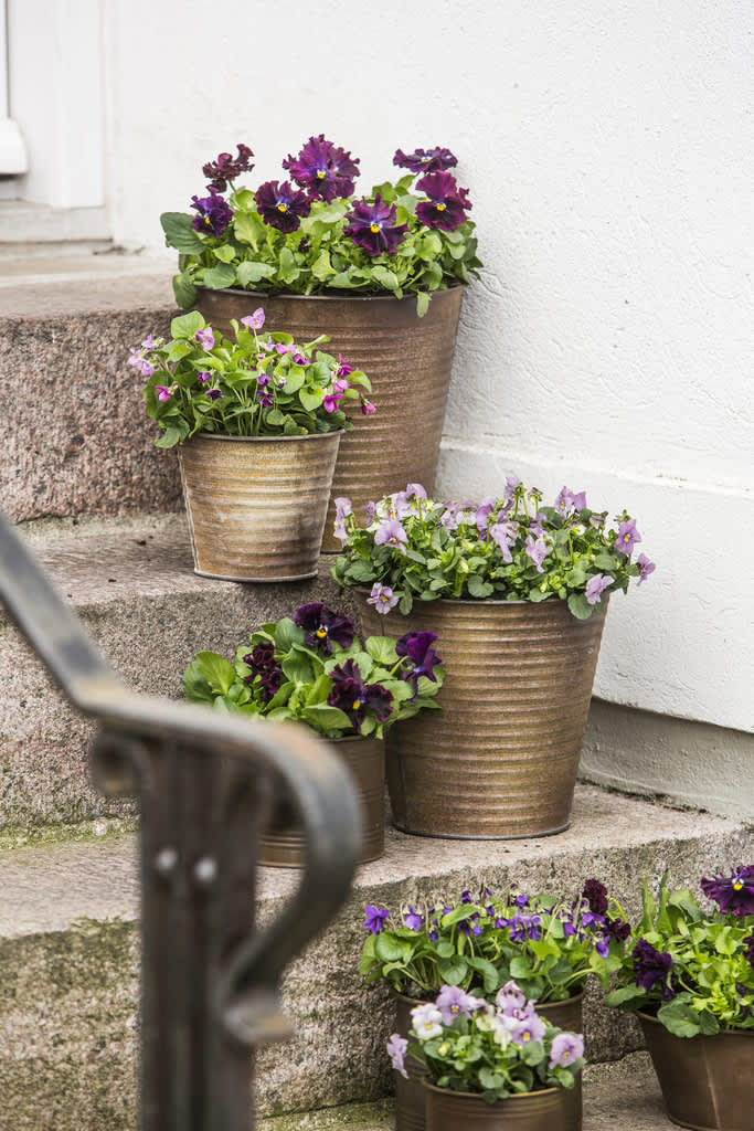 Att använda sig av krukor med rostig finish gör att intrycket blir lite mer ruffigt, fast lite välkomnande. Foto: Floradania