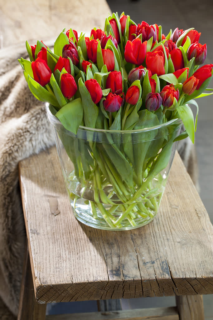 Röda tulpaner är klassiskt och oerhört vackert. Foto: Blomsterfrämjandet