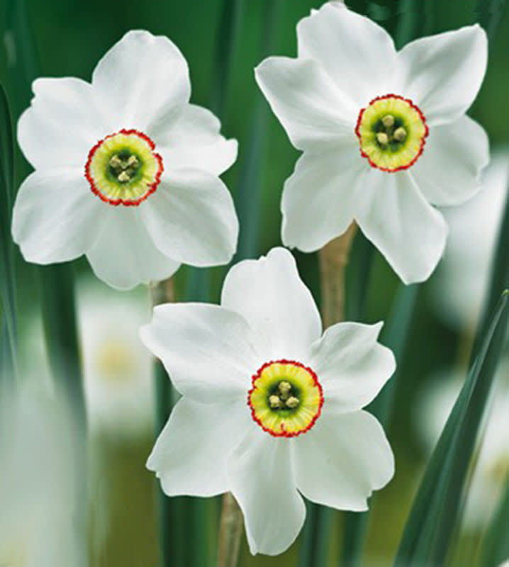 Narcissus poeticus 'Recurvus'. Foto: Odla.nu