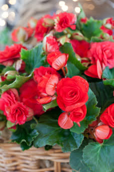 Begonia i närbild. 
Foto: Blomsterfrämjandet/Minna Mercke Schmidt