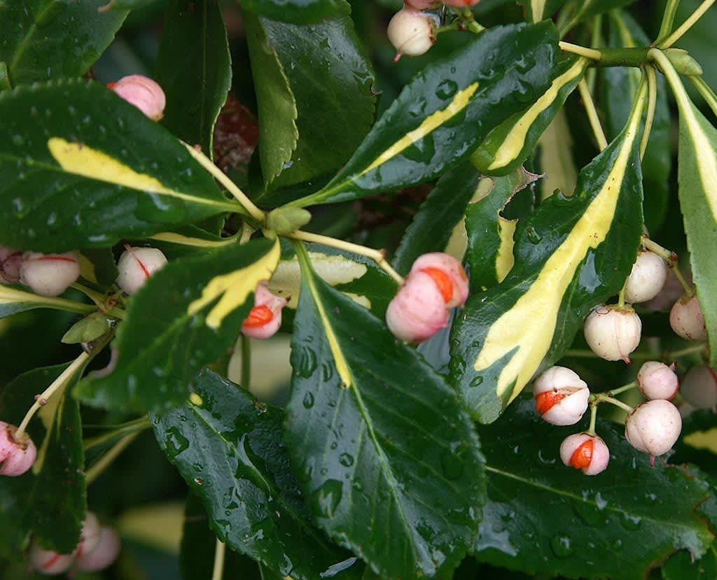 Klätterbenved 'Blondy'.