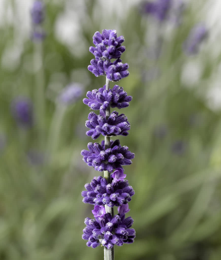 Lavendel, _Lavandula Aromatico_, 'Blue'.
Foto: Blomsterfrämjandet/Syngenta