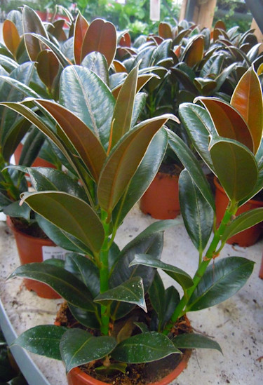 _Ficus elastica_, **fönsterfikus** 'Melany'