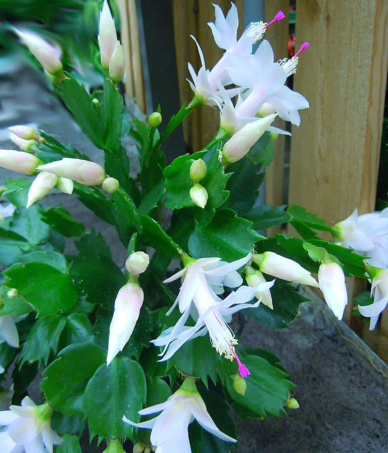 Sorten  'Malissa' får vintervita blommor.