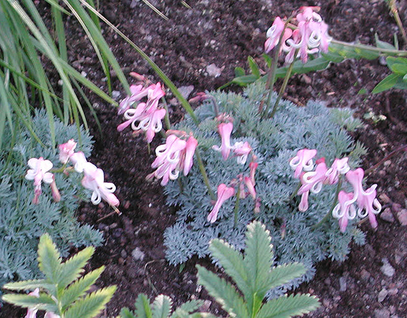 Sjömanshjärta, _Dicentra pregrina_.Foto: Sylvia Svensson