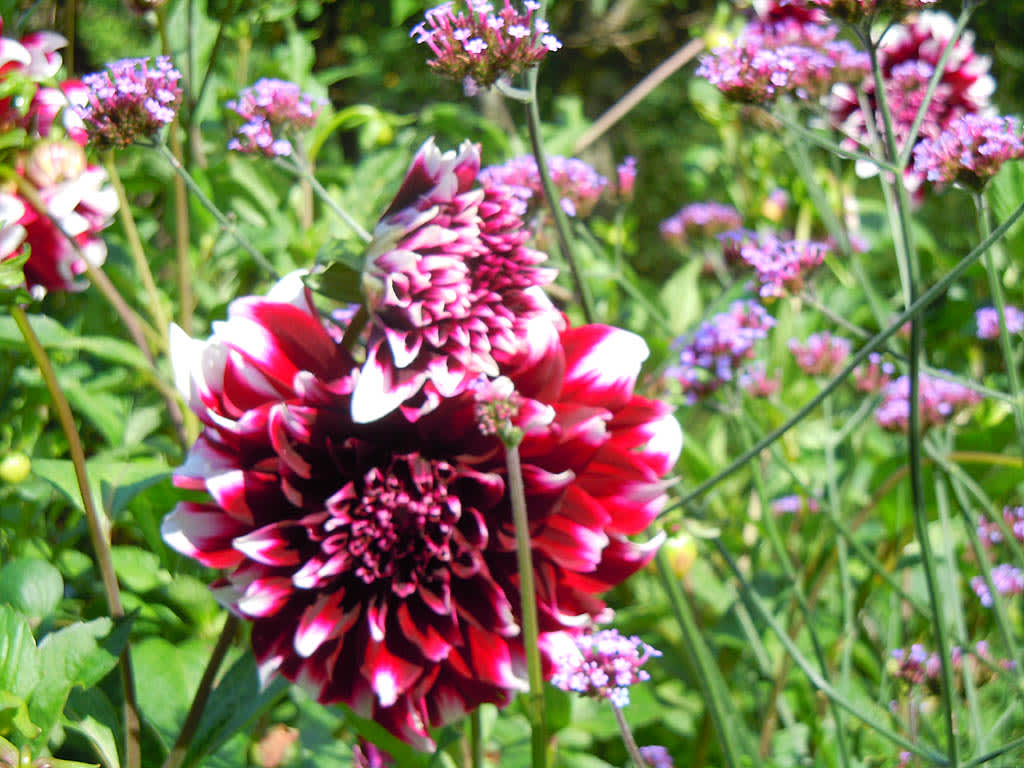 Dahlia 'Mistery Day' med sommarblomman jätteverbena.Foto: Sylvia Svensson