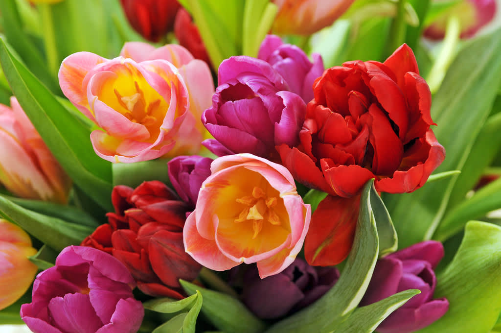 Tulpanbukett i blandade färger är mångas favorit. Foto: Blomsterfrämjandet