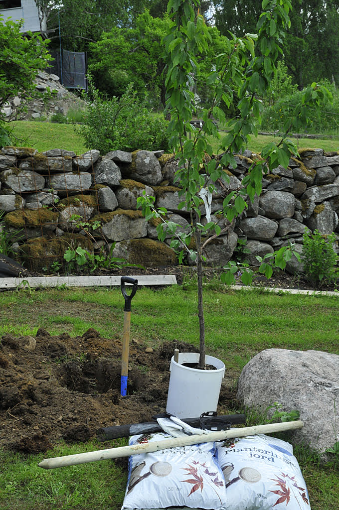 Samla det du behöver. Ställ trädet i vatten i en hink och gräv en grop. Foto: Bernt Svensson