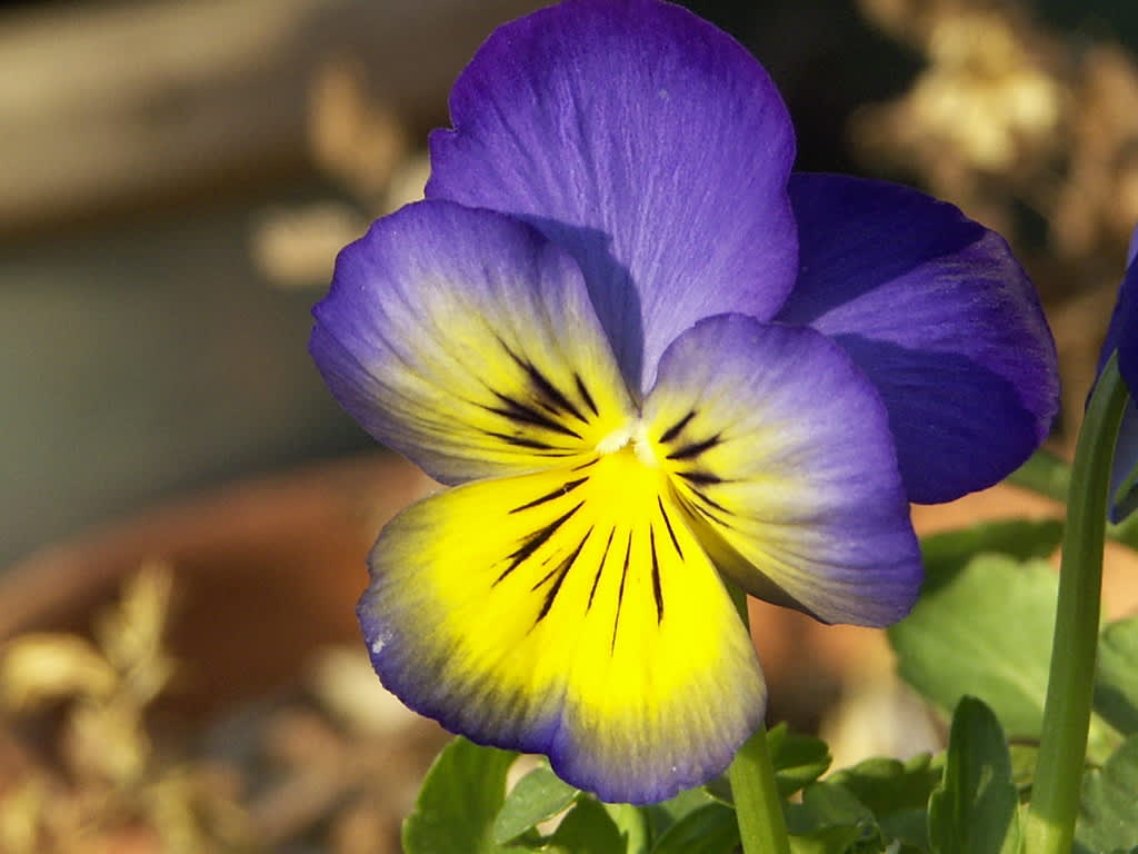 Viola 'Ultima Morpho'. 
Foto: Sylvia Svensson
