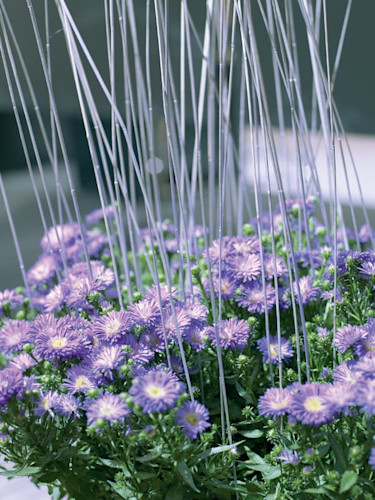 _Aster novi-belgii_.