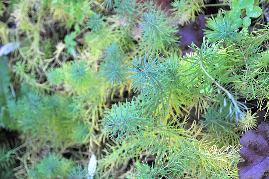 _Euphorbia cyparissias_, vårtörel på hösten. Foto: Bernt Svensson
