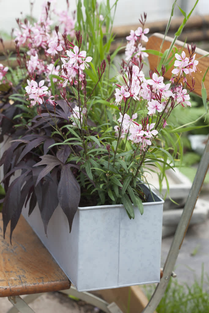 Batat, _Ipomoea batatas_, och sommarljus, _Gaura lindheimeri_.
Foto: Blomsterfrämjandet/Anna Skoog