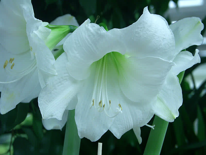 Hippeastrum 'Wedding Dance'. Foto: Sylvia Svensson