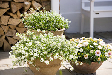 Sommarplantor.