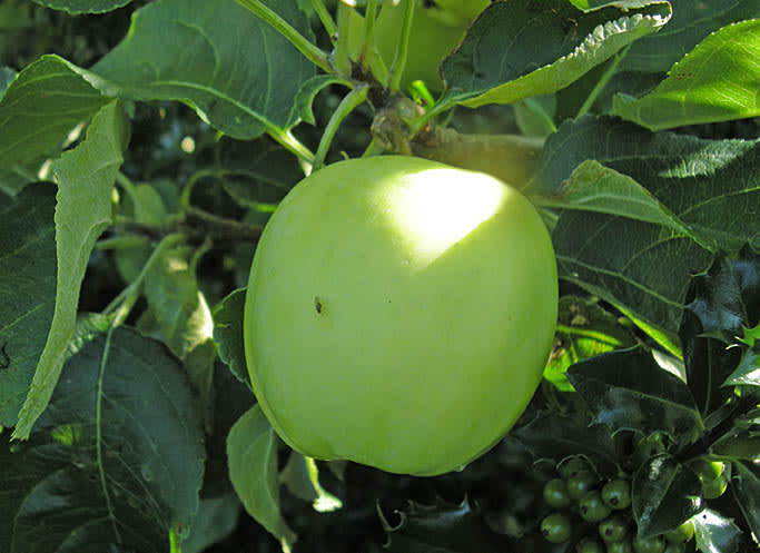 Det är friska frukter vi vill ha. Här äpple 'Transparente Blanche'.
Foto: Sylvia Svensson