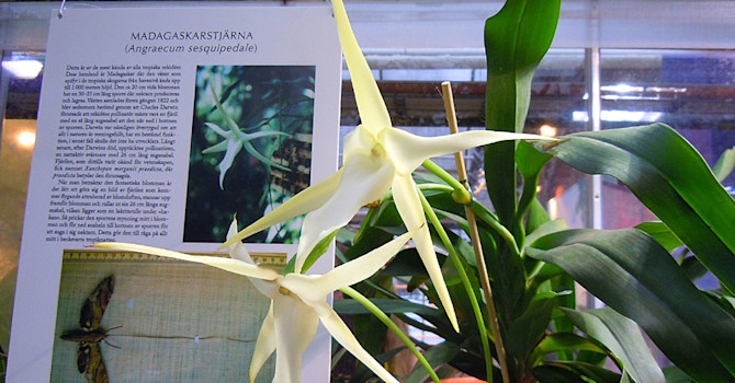Madagaskarstjärna _Angraecum sesquipedale_.
Foto: Sylvia Svensson