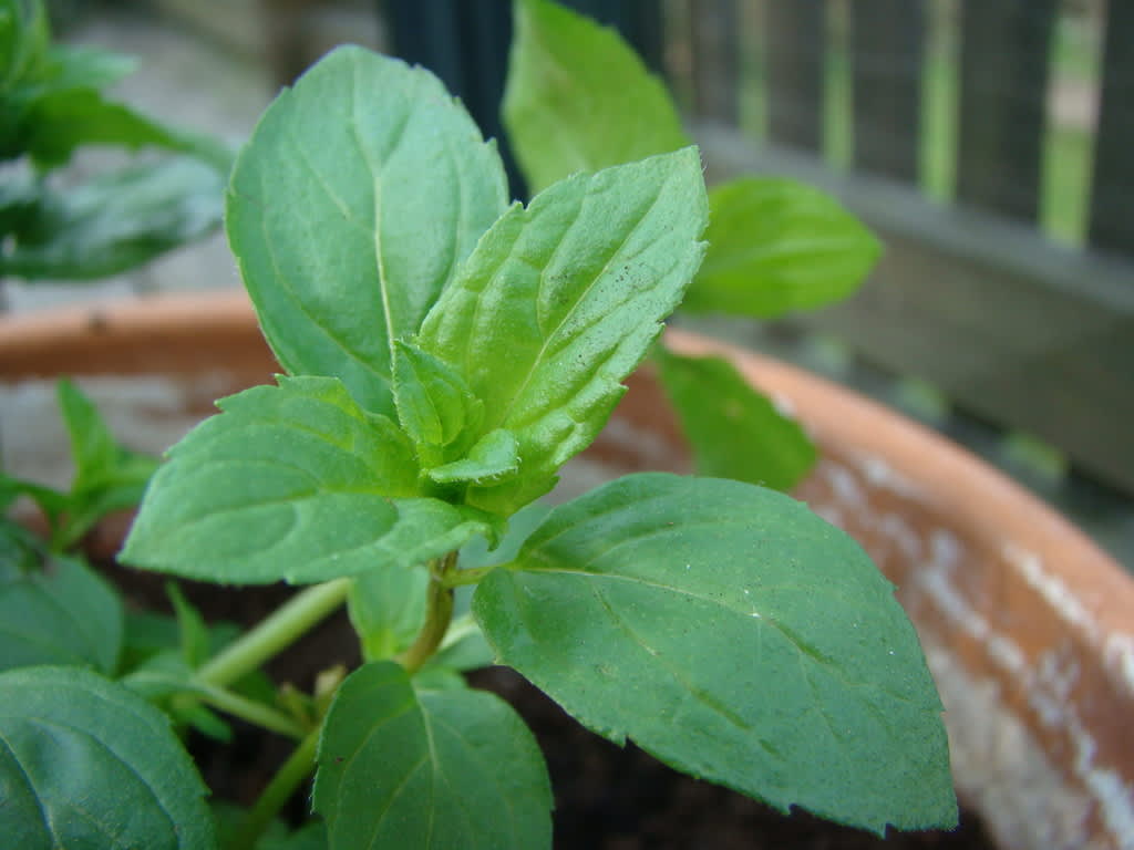 Chokladmynta, _Mentha x piperita_ 'Chocolate'.Foto: Katarina Kihlberg