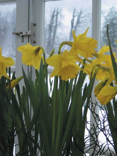 Påsklilja, _Narcissus pseudonarcissus_. Foto: Anna Skog.